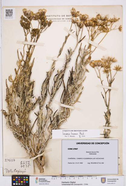 Senecio leucus [Espécimen: ]
