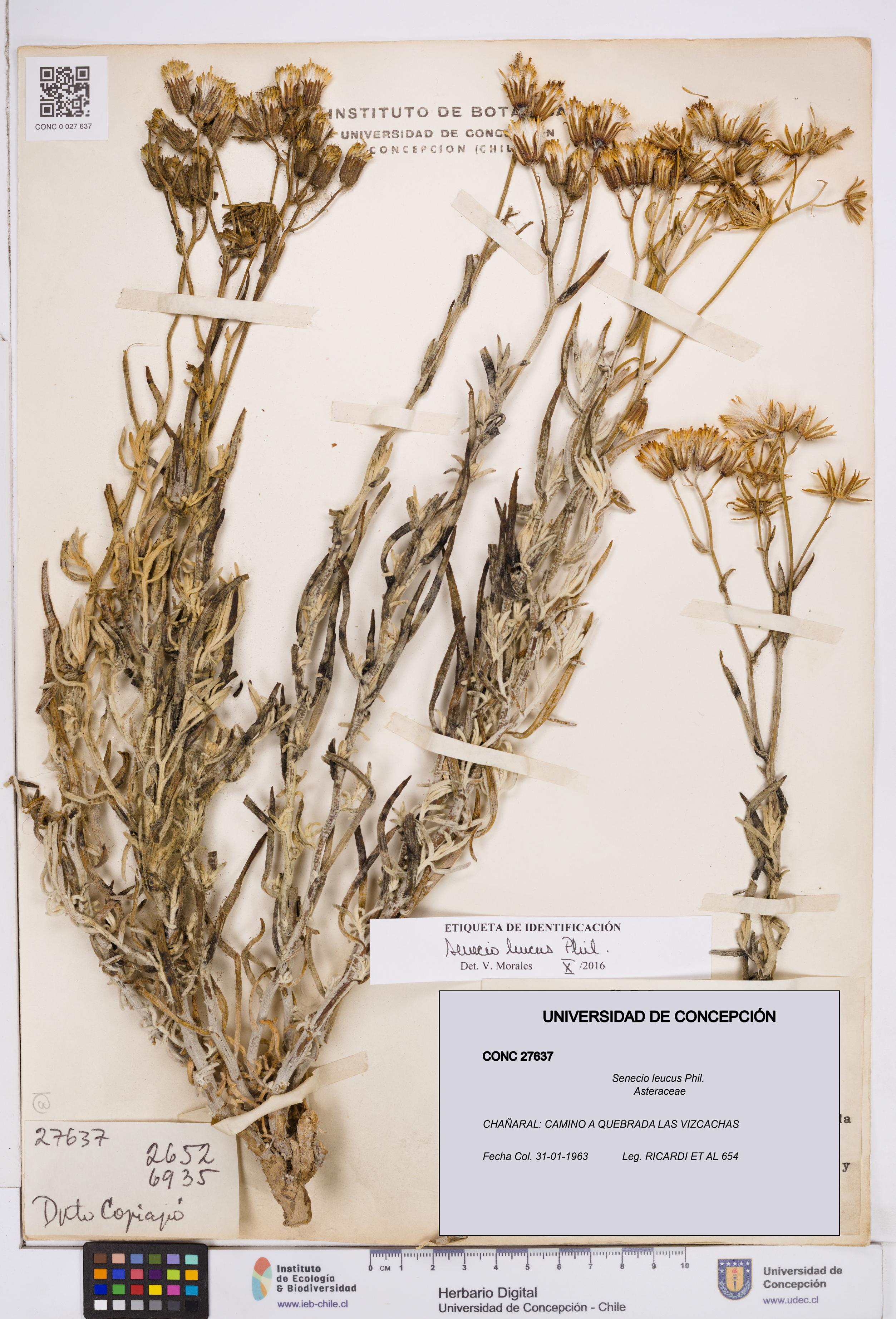Senecio leucus [Espécimen: ]