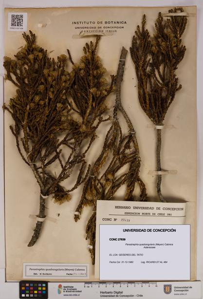 Parastrephia quadrangularis [Espécimen: UDEC:CONC:0027639]