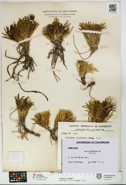 Werneria glaberrima [Espécimen: UDEC:CONC:0027640]