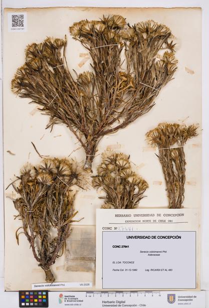 Senecio volckmannii [Espécimen: ]