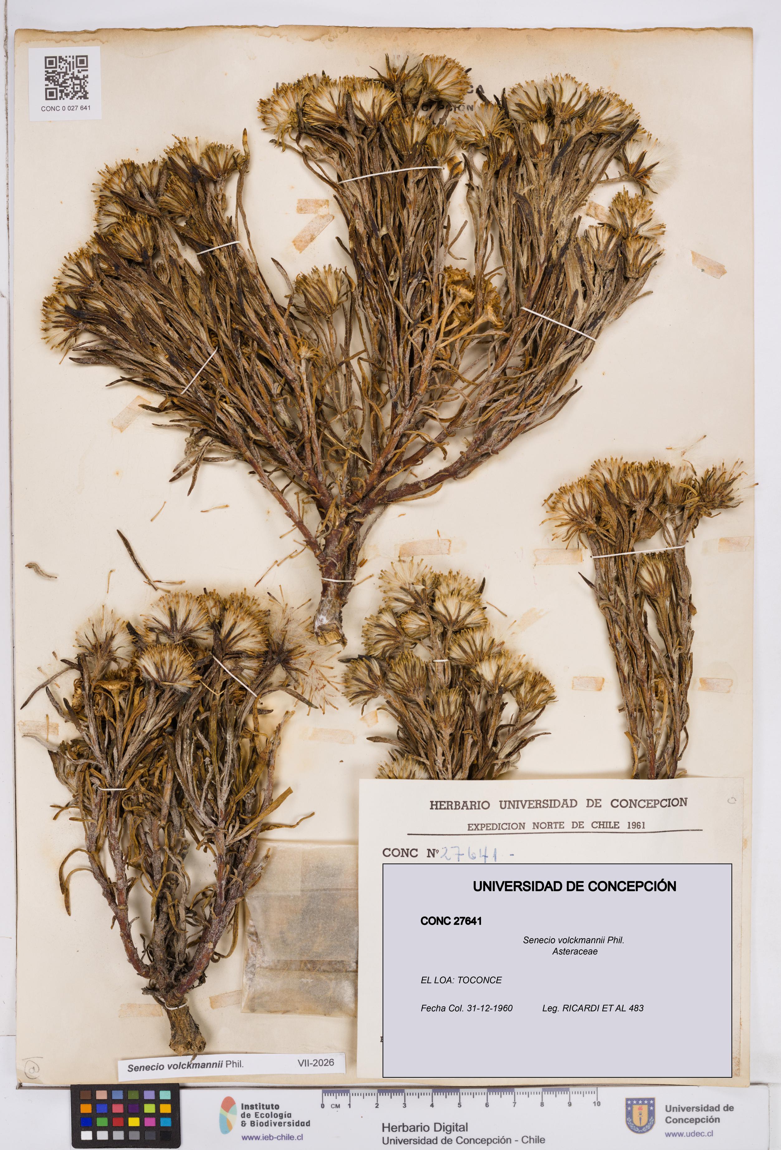 Senecio volckmannii [Espécimen: ]