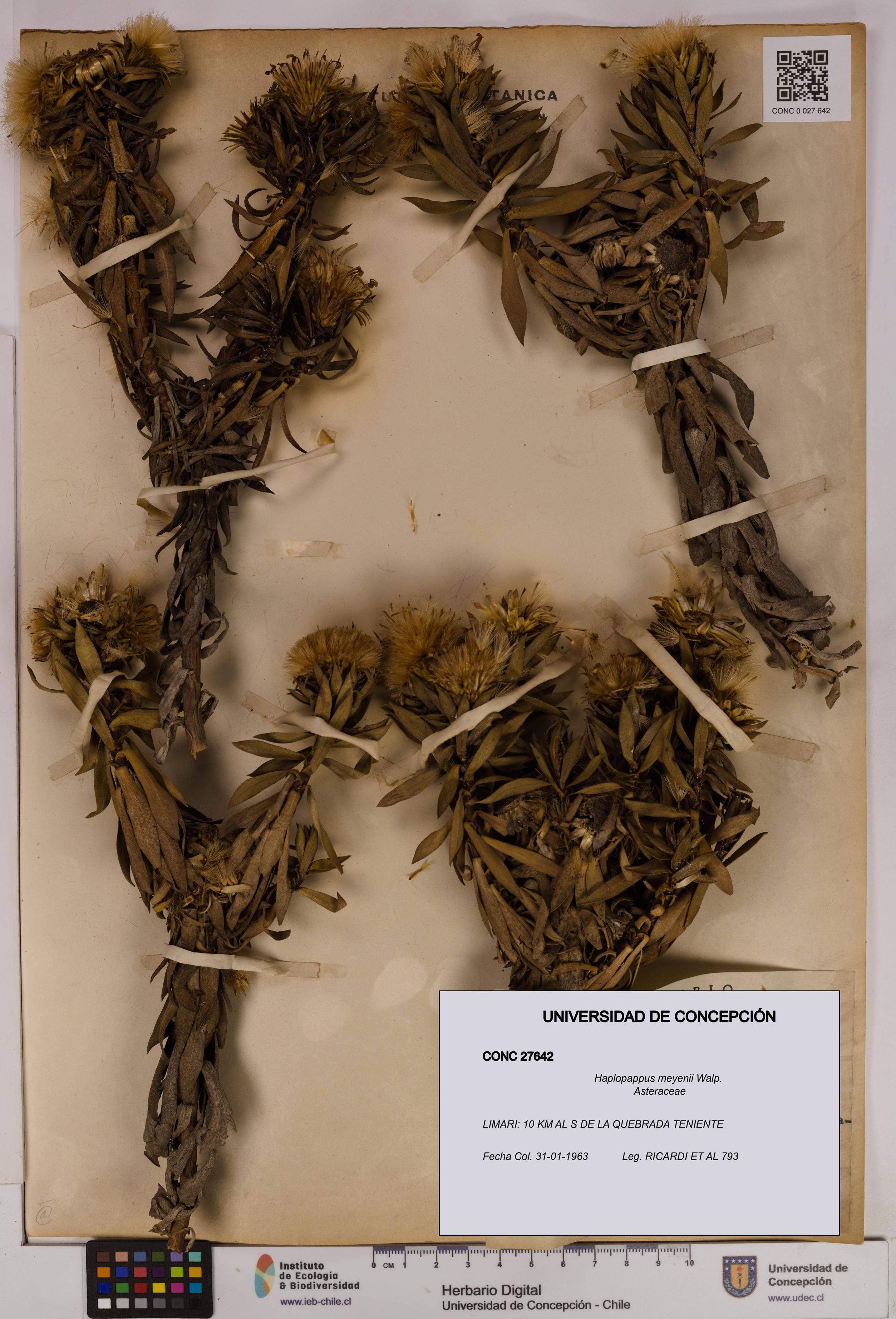 Haplopappus meyenii [Espécimen: UDEC:CONC:0027642]