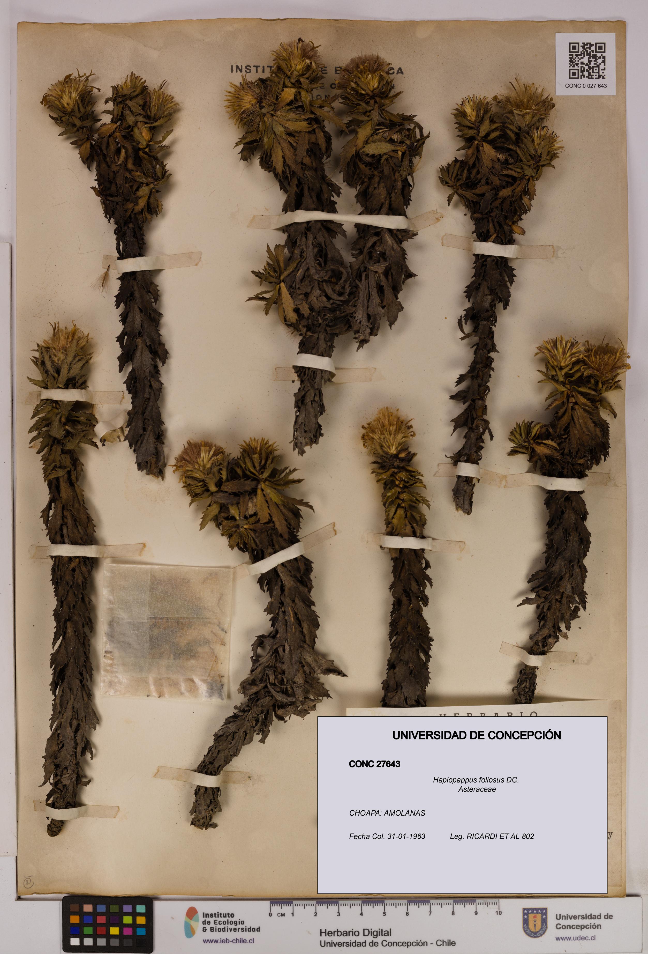 Haplopappus foliosus [Espécimen: UDEC:CONC:0027643]
