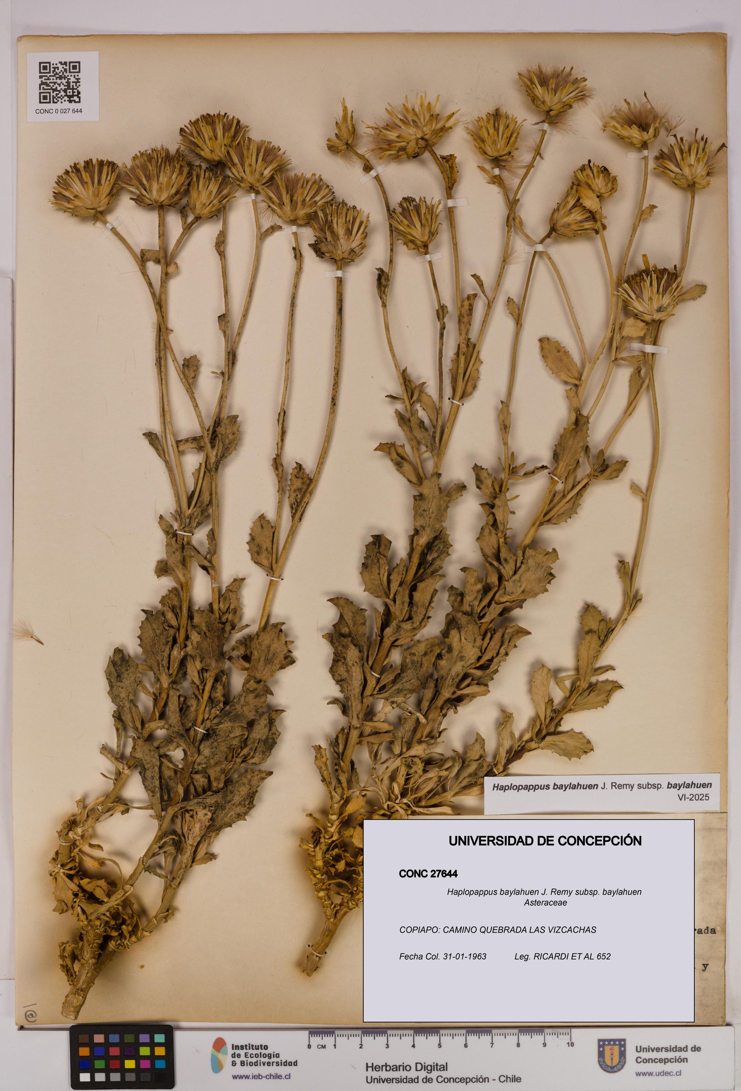 Haplopappus baylahuen subsp. baylahuen [Espécimen: UDEC:CONC:0027644]