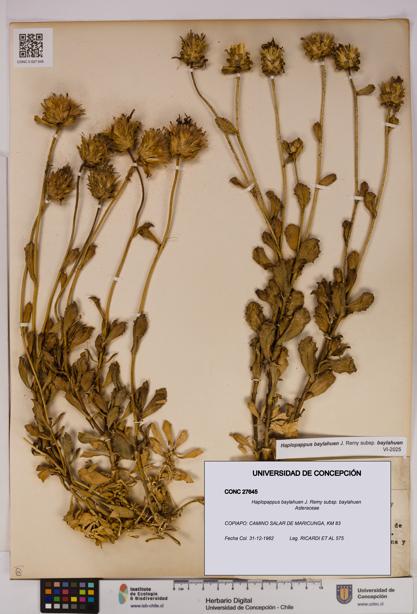 Haplopappus baylahuen subsp. baylahuen [Espécimen: UDEC:CONC:0027645]