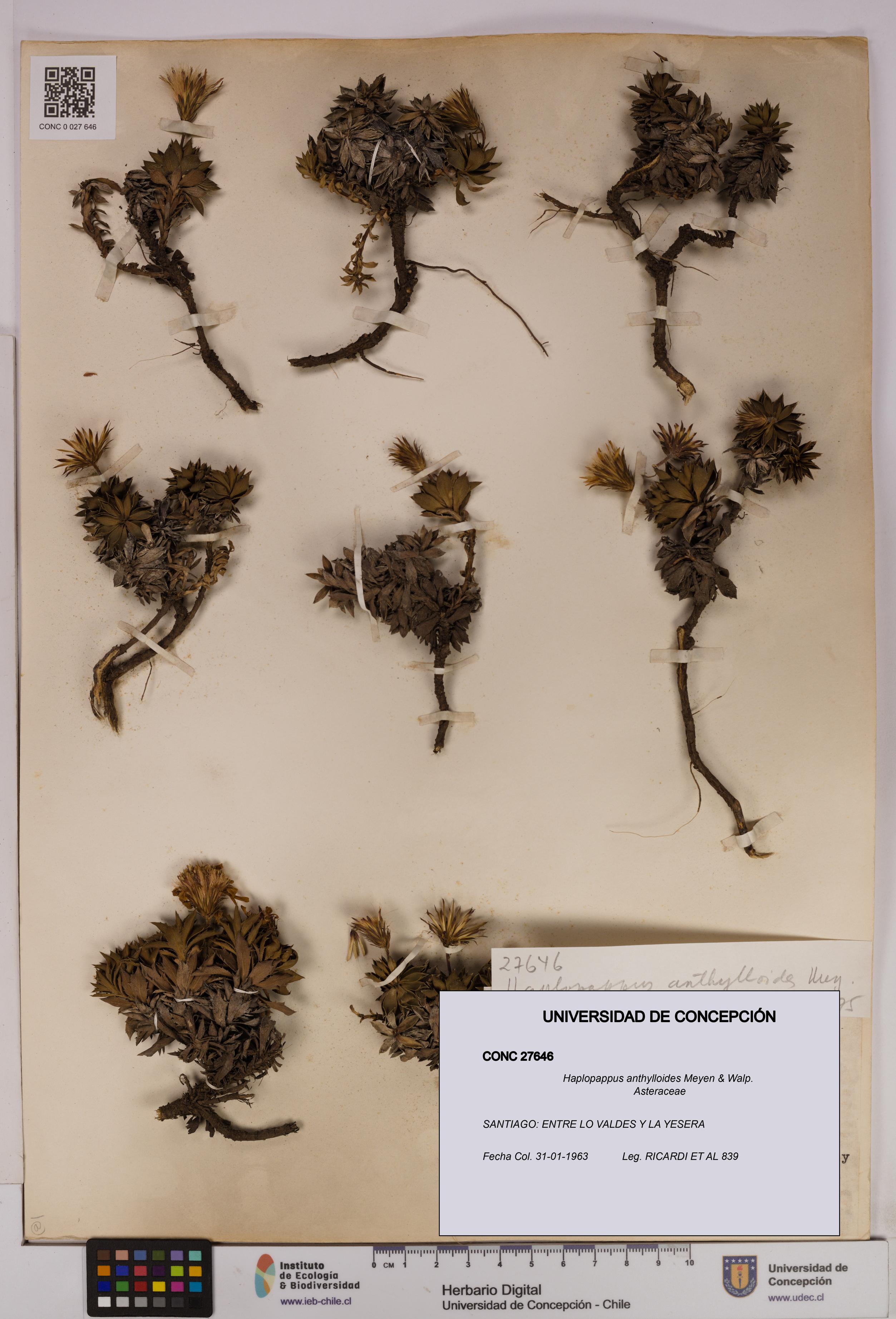 Haplopappus anthylloides [Espécimen: UDEC:CONC:0027646]