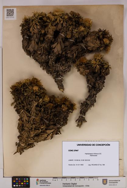 Haplopappus foliosus [Espécimen: UDEC:CONC:0027647]