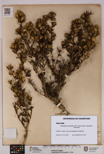 Haplopappus angustifolius subsp. angustifolius [Espécimen: UDEC:CONC:0027650]