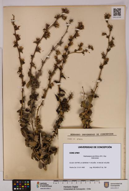 Haplopappus parvifolius [Espécimen: UDEC:CONC:0027651]