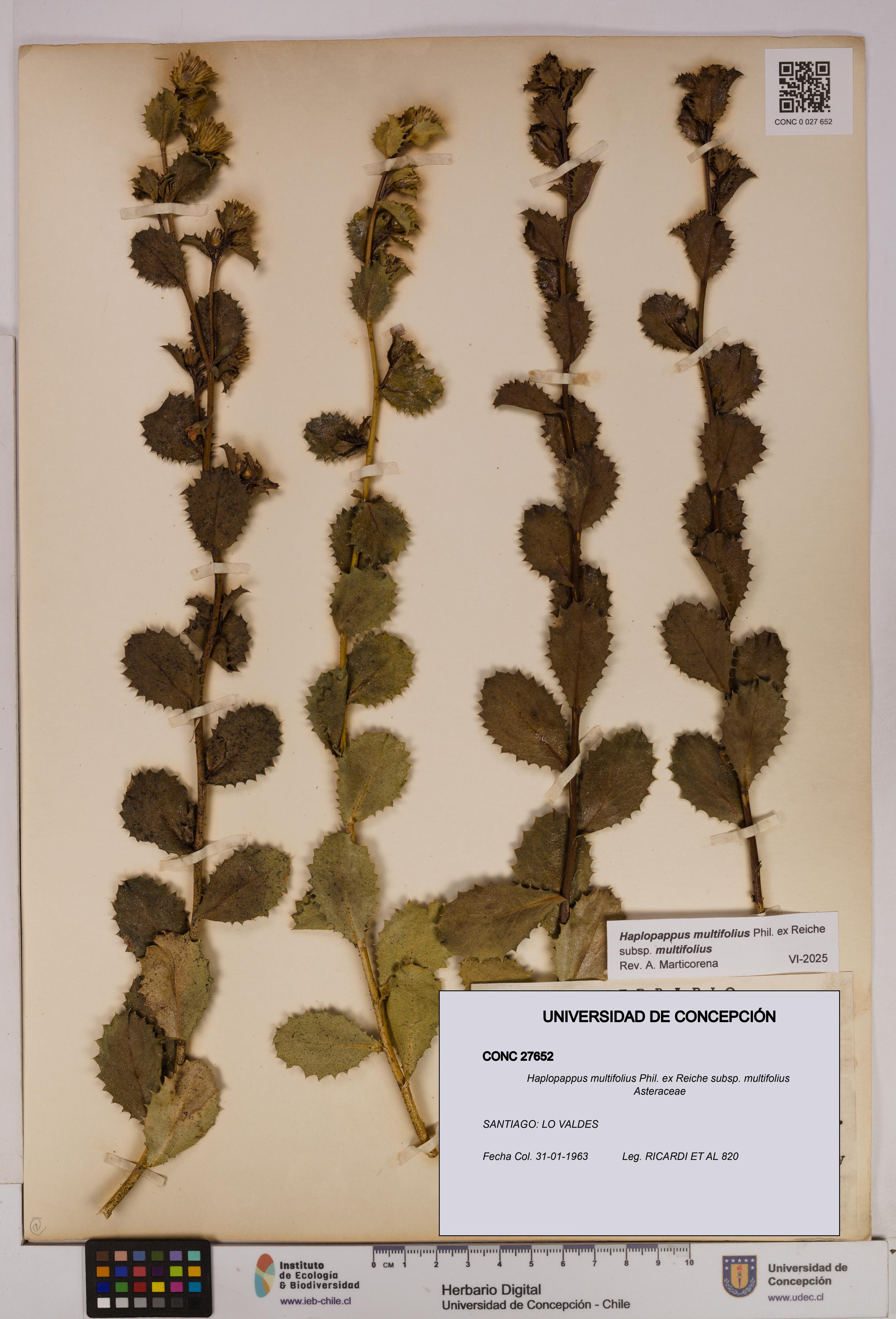 Haplopappus multifolius subsp. multifolius [Espécimen: UDEC:CONC:0027652]