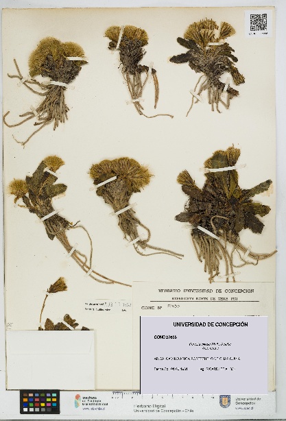 Perezia ciliosa [Espécimen: UDEC:CONC:0027655]