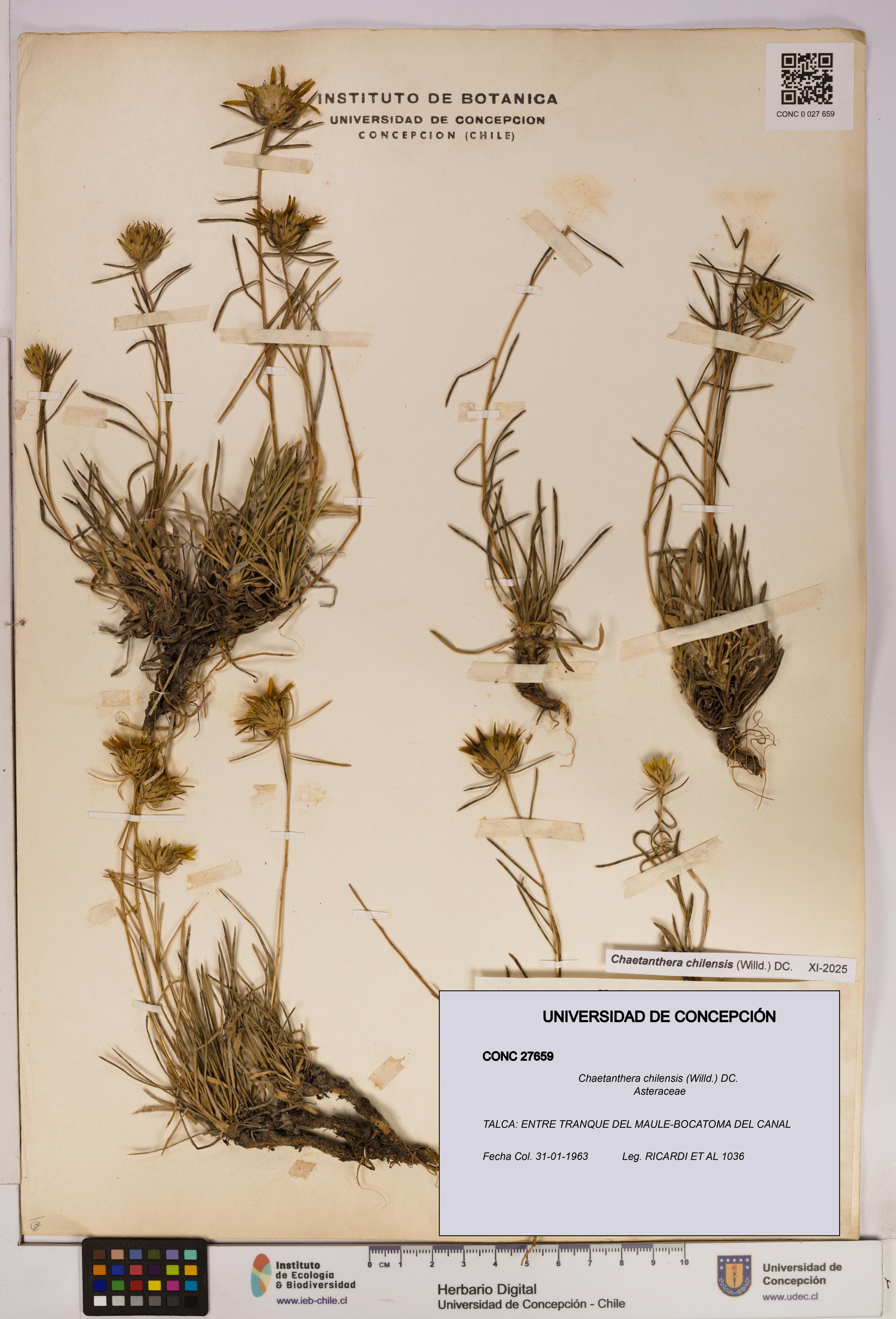 Chaetanthera chilensis [Espécimen: UDEC:CONC:0027659]