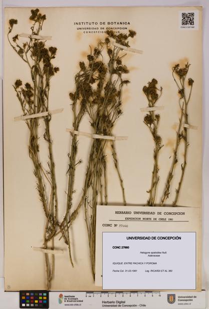 Helogyne apaloidea [Espécimen: UDEC:CONC:0027660]