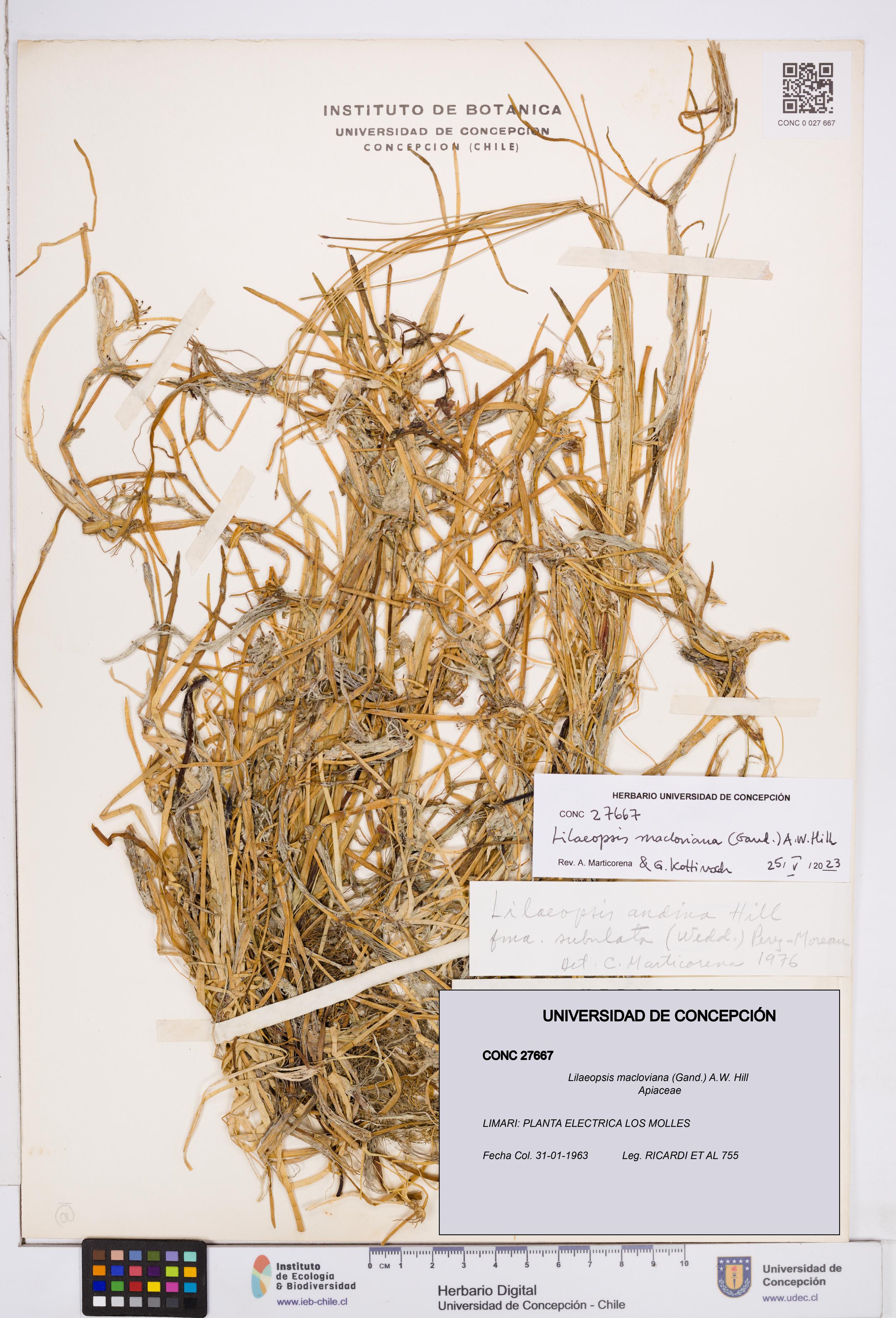 Lilaeopsis macloviana [Espécimen: ]