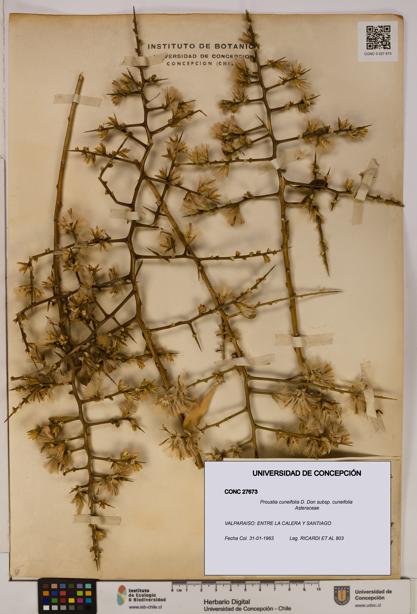 Proustia cuneifolia subsp. cuneifolia [Espécimen: UDEC:CONC:0027673]