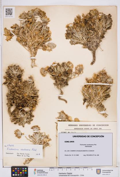 Trichocline caulescens [Espécimen: ]