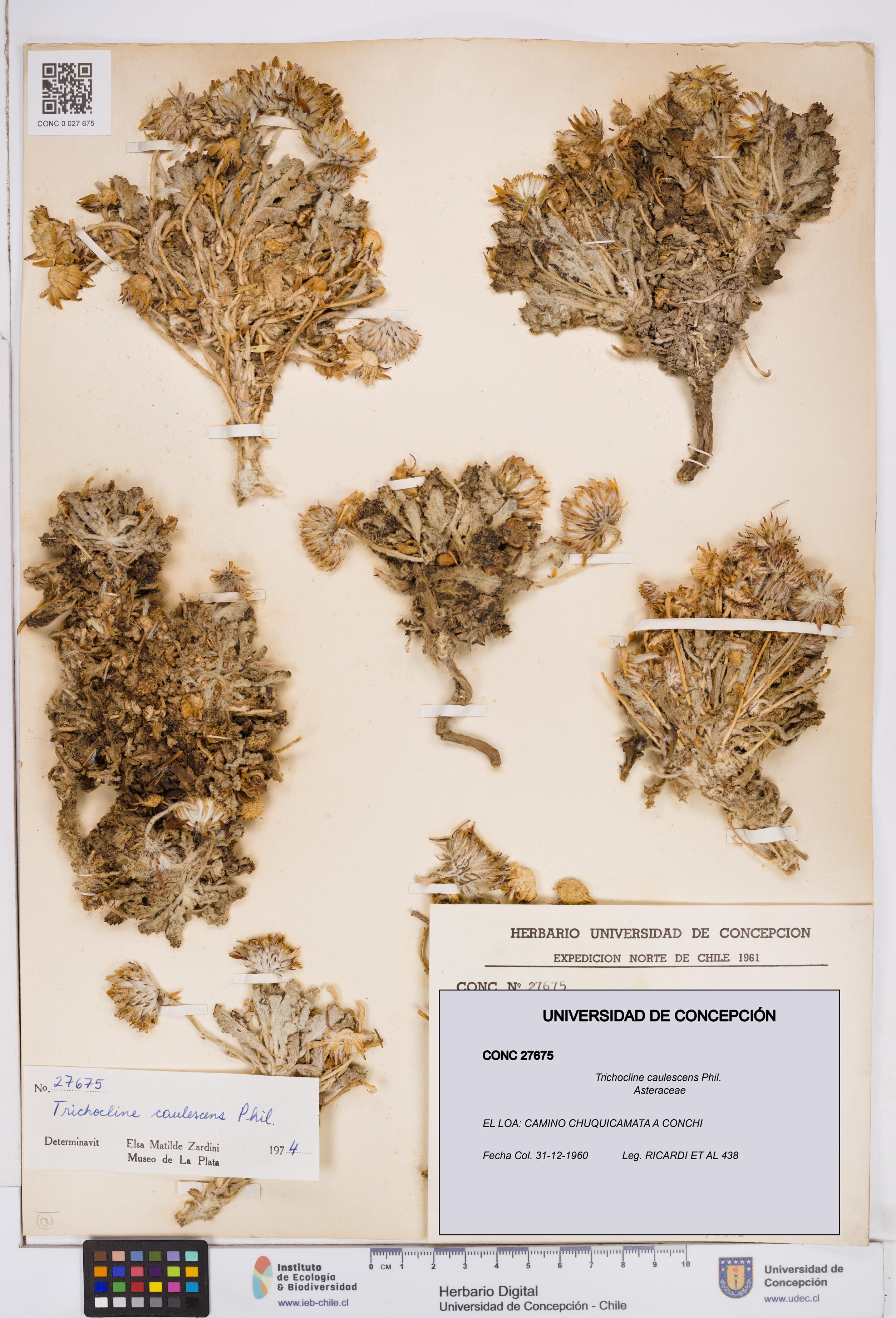 Trichocline caulescens [Espécimen: ]