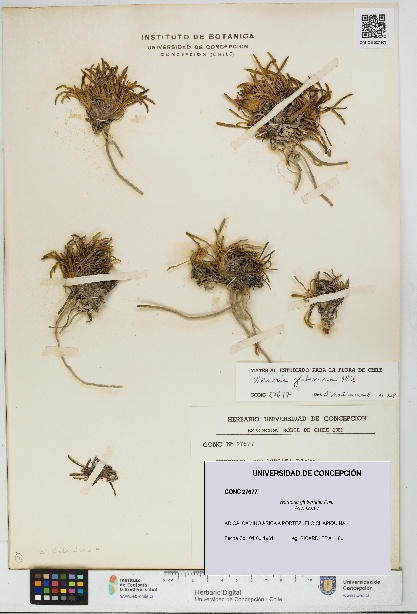 Werneria glaberrima [Espécimen: UDEC:CONC:0027677]