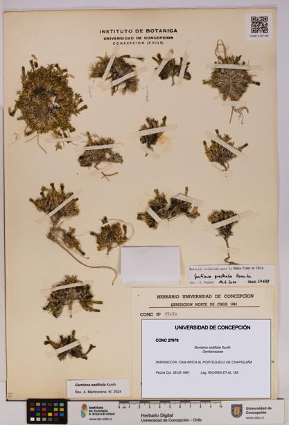 Gentiana sedifolia [Espécimen: UDEC:CONC:0027678]