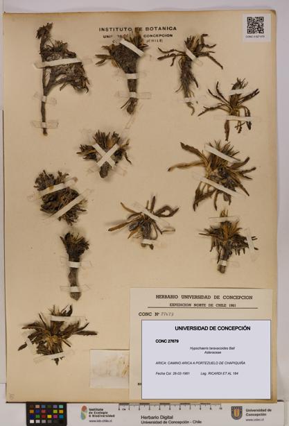 Hypochaeris taraxacoides [Espécimen: UDEC:CONC:0027679]