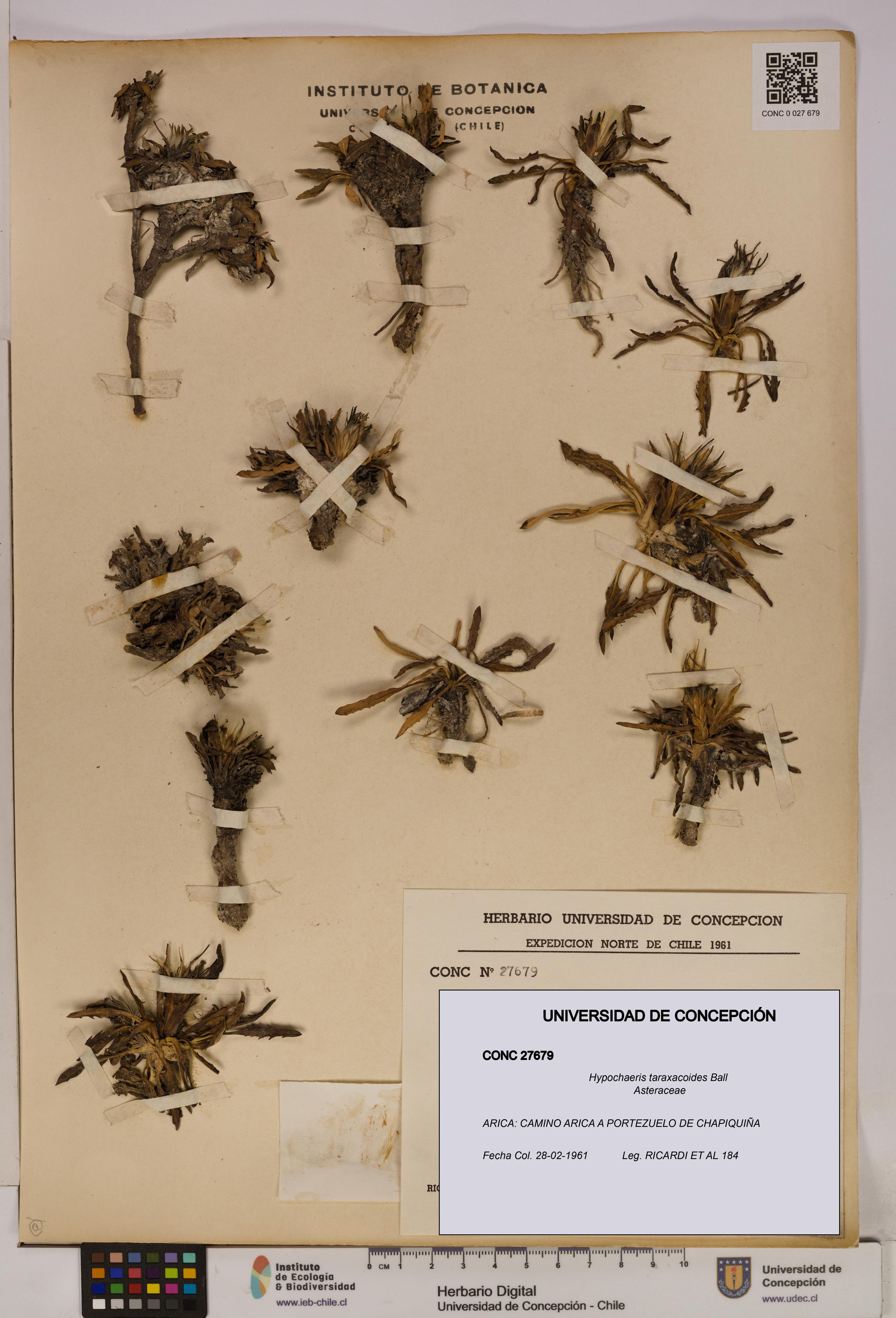 Hypochaeris taraxacoides [Espécimen: UDEC:CONC:0027679]