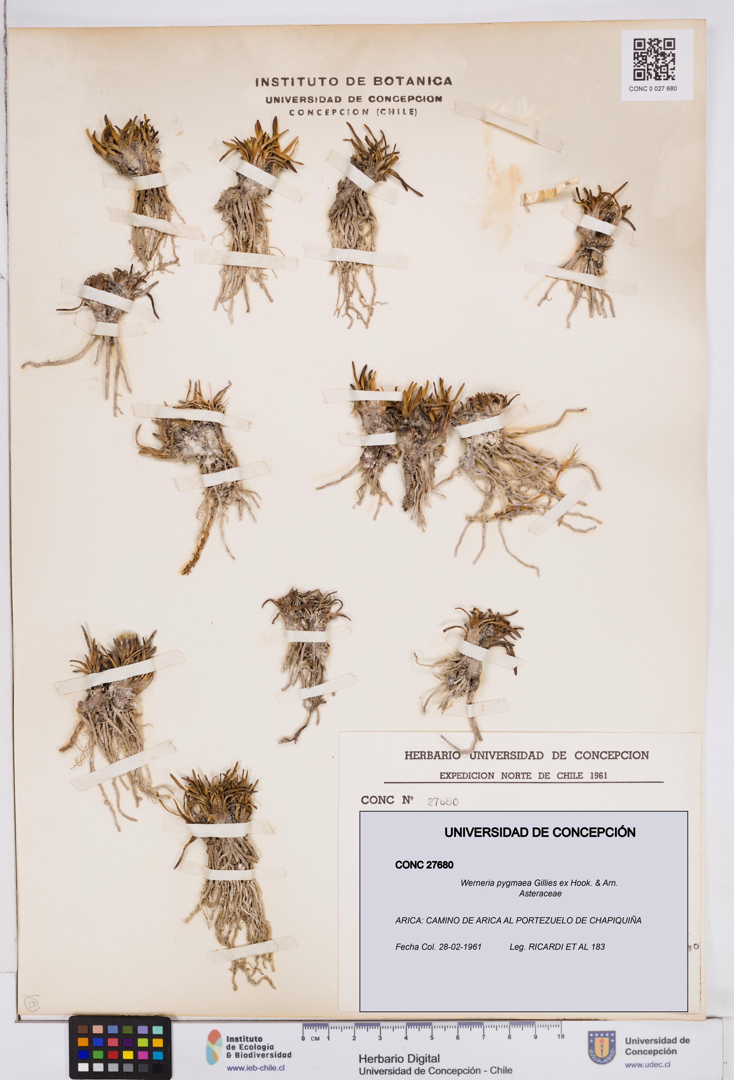 Werneria pygmaea [Espécimen: ]