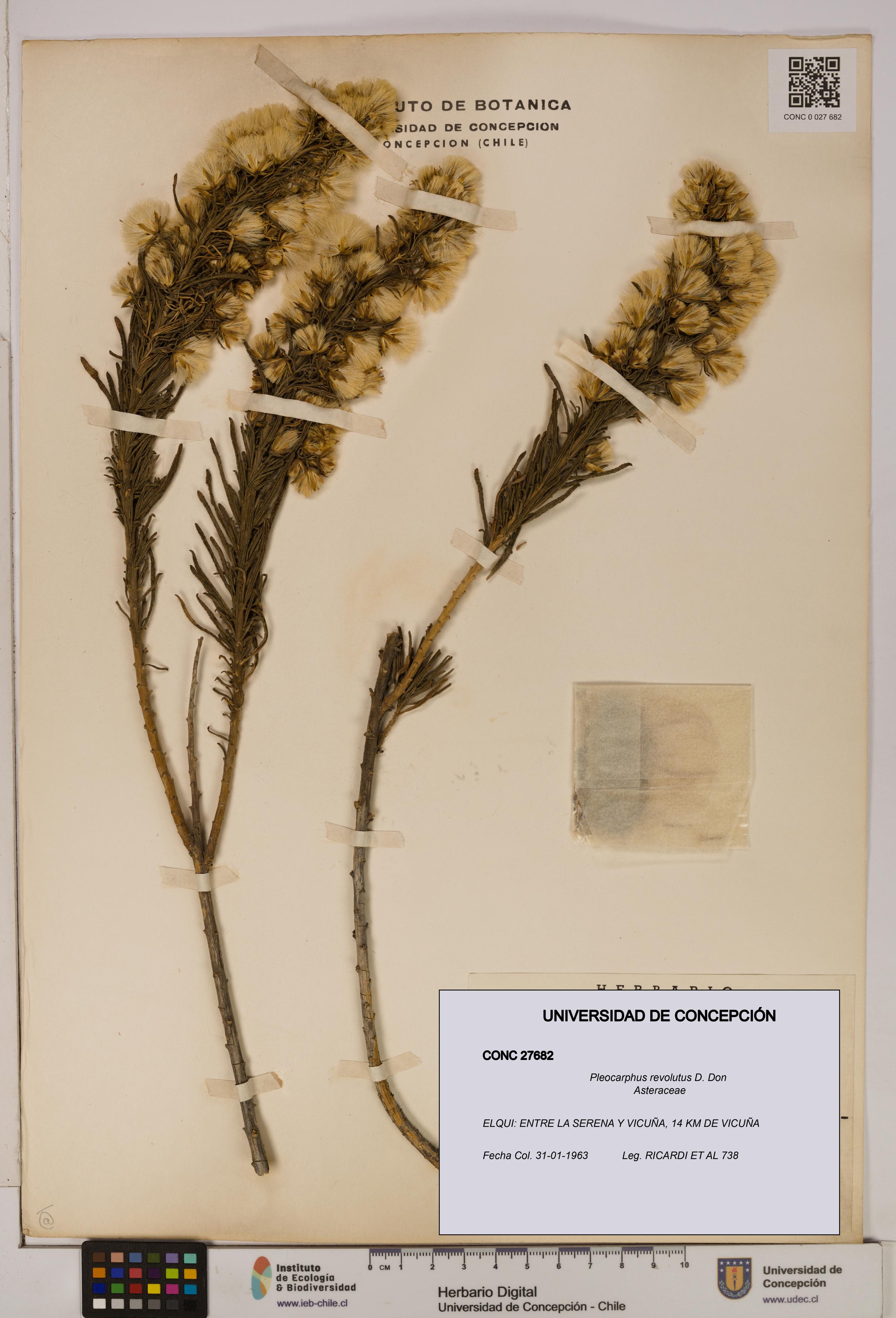 Pleocarphus revolutus [Espécimen: UDEC:CONC:0027682]