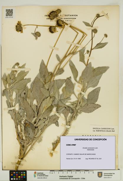 Encelia canescens [Espécimen: UDEC:CONC:0027687]