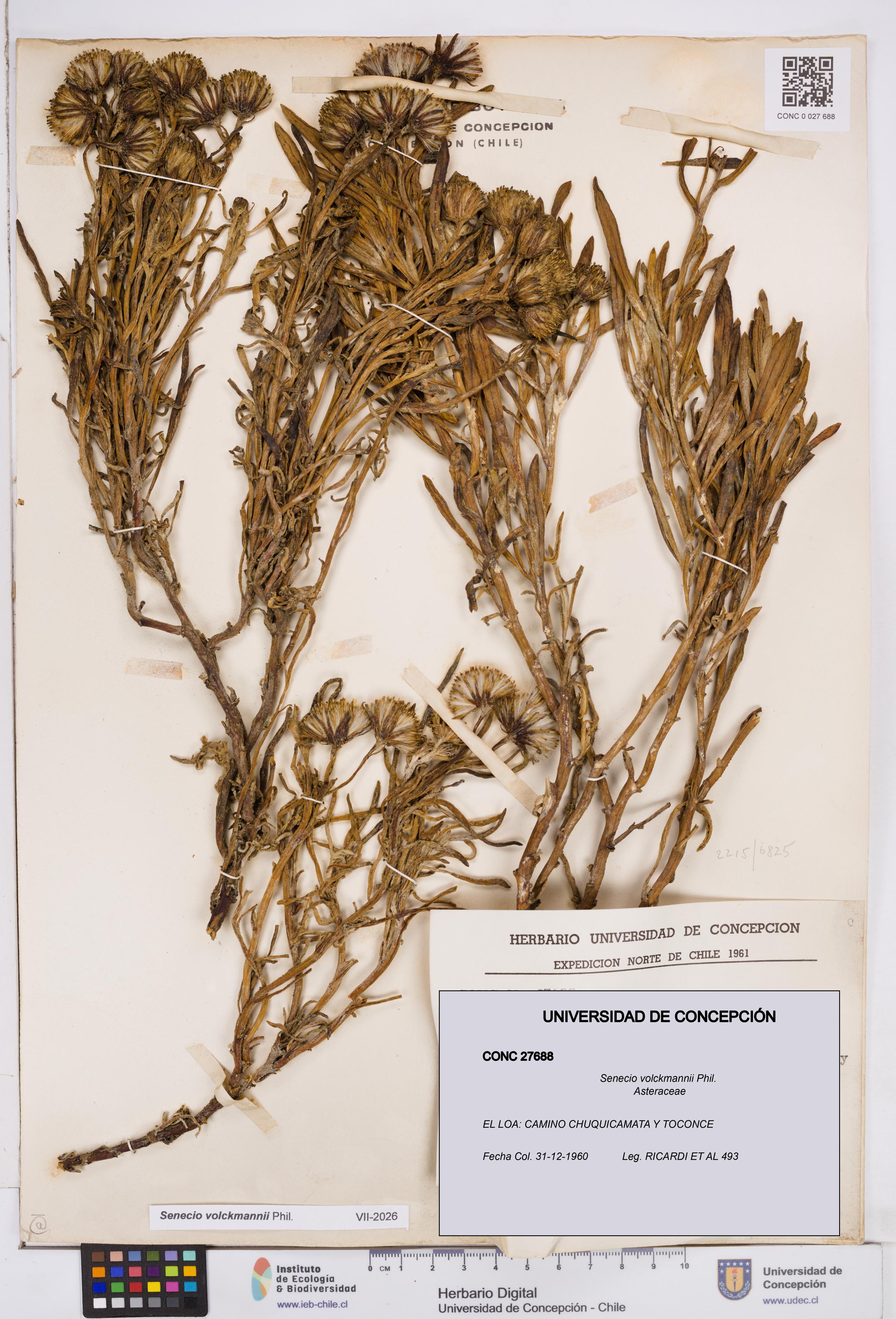 Senecio volckmannii [Espécimen: ]