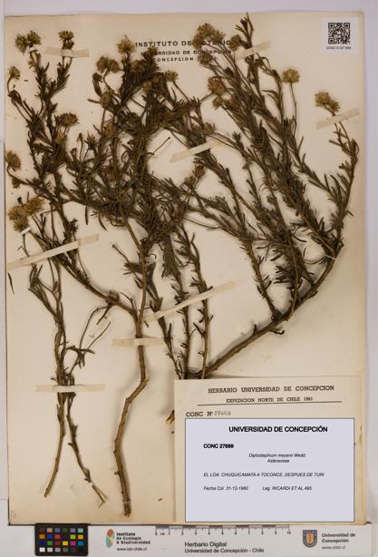 Diplostephium meyenii [Espécimen: UDEC:CONC:0027689]