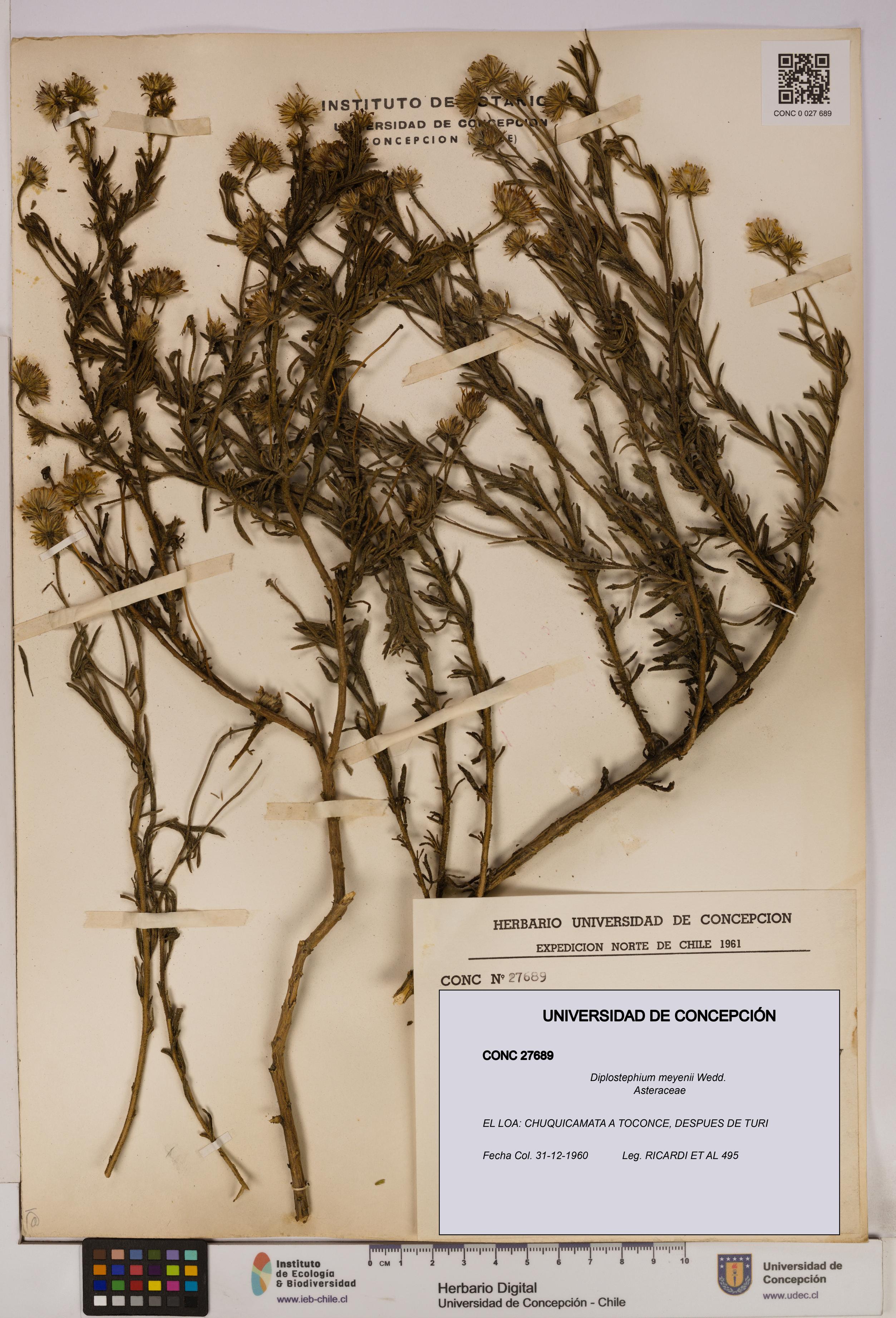 Diplostephium meyenii [Espécimen: UDEC:CONC:0027689]