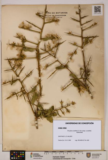 Proustia cuneifolia subsp. cuneifolia [Espécimen: UDEC:CONC:0027691]