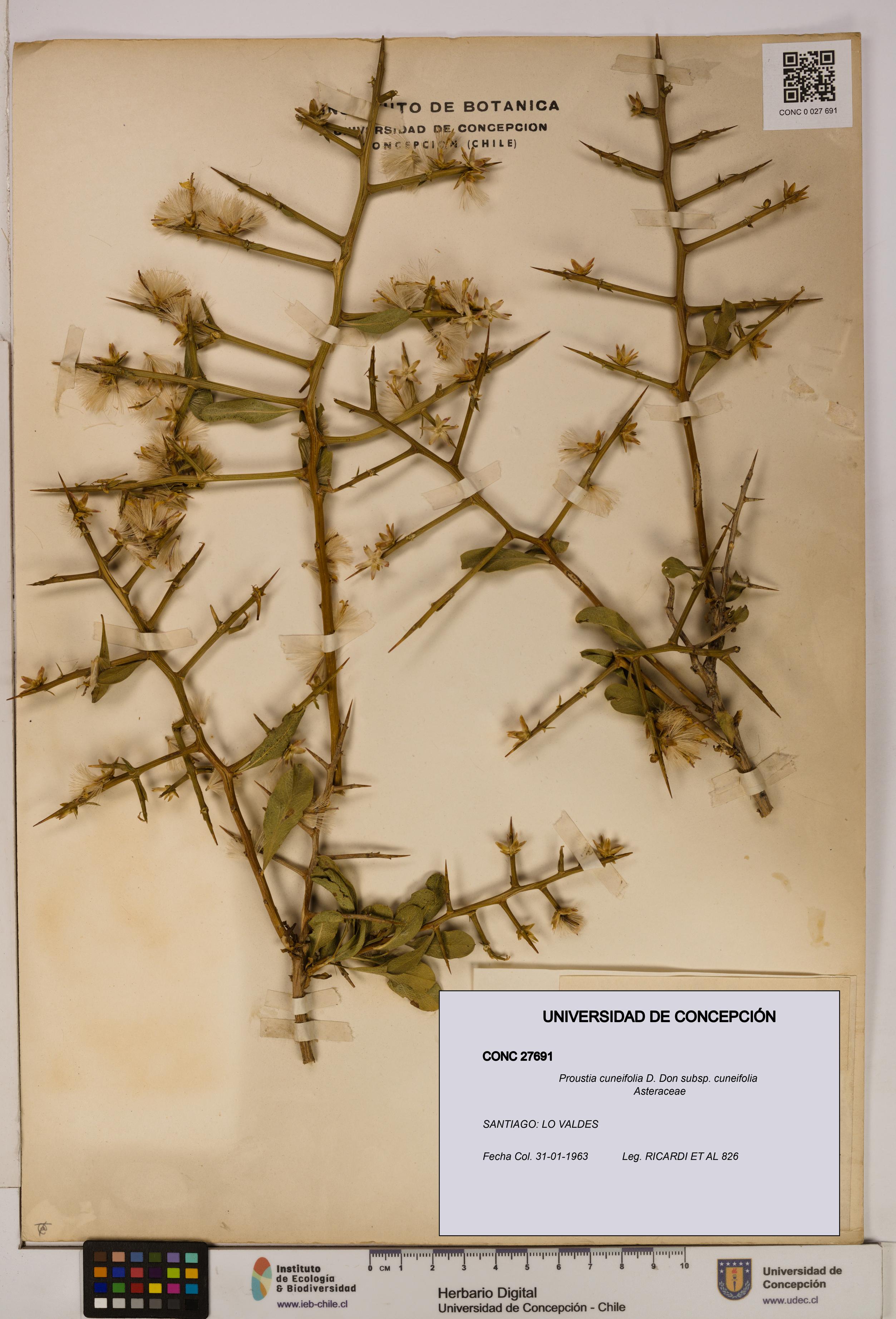 Proustia cuneifolia subsp. cuneifolia [Espécimen: UDEC:CONC:0027691]
