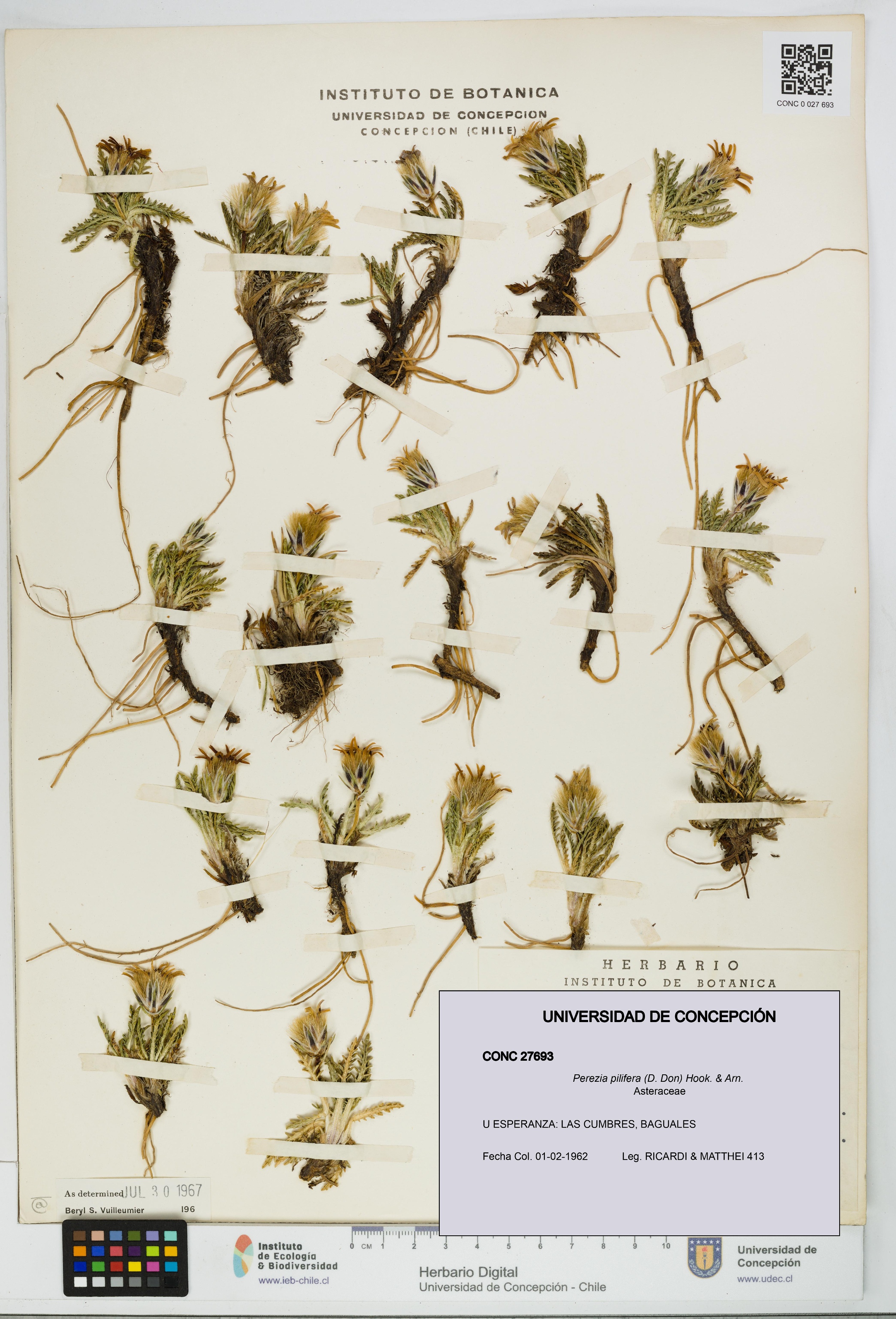 Perezia pilifera [Espécimen: UDEC:CONC:0027693]