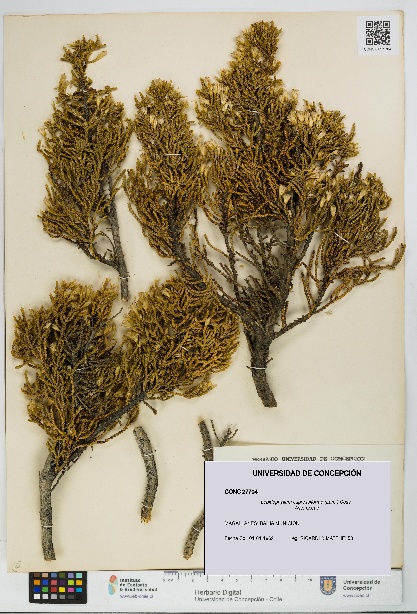 Lepidophyllum cupressiforme [Espécimen: UDEC:CONC:0027704]