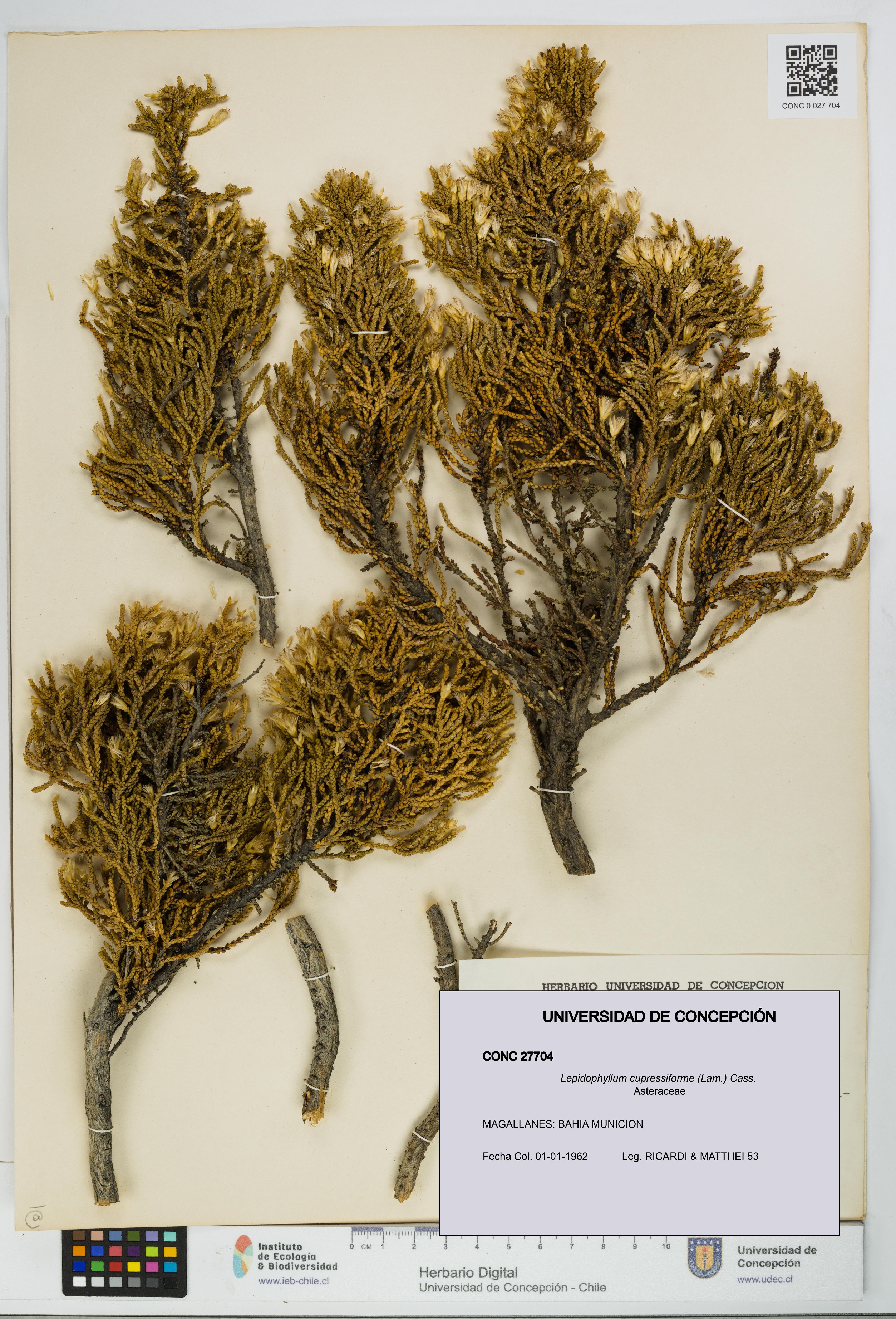 Lepidophyllum cupressiforme [Espécimen: UDEC:CONC:0027704]