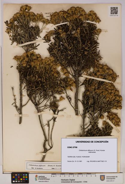 Chiliotrichum diffusum [Espécimen: UDEC:CONC:0027705]