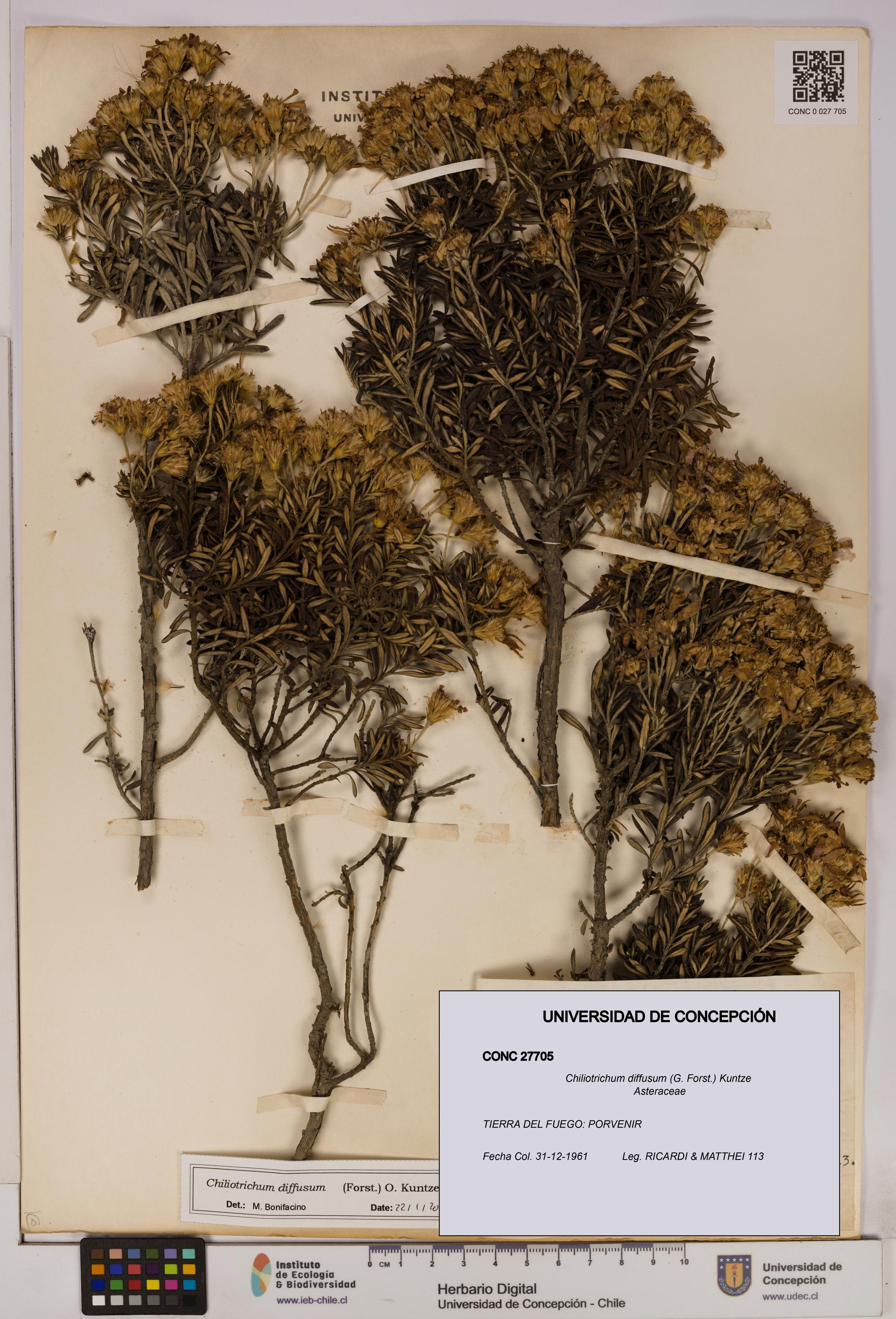 Chiliotrichum diffusum [Espécimen: UDEC:CONC:0027705]