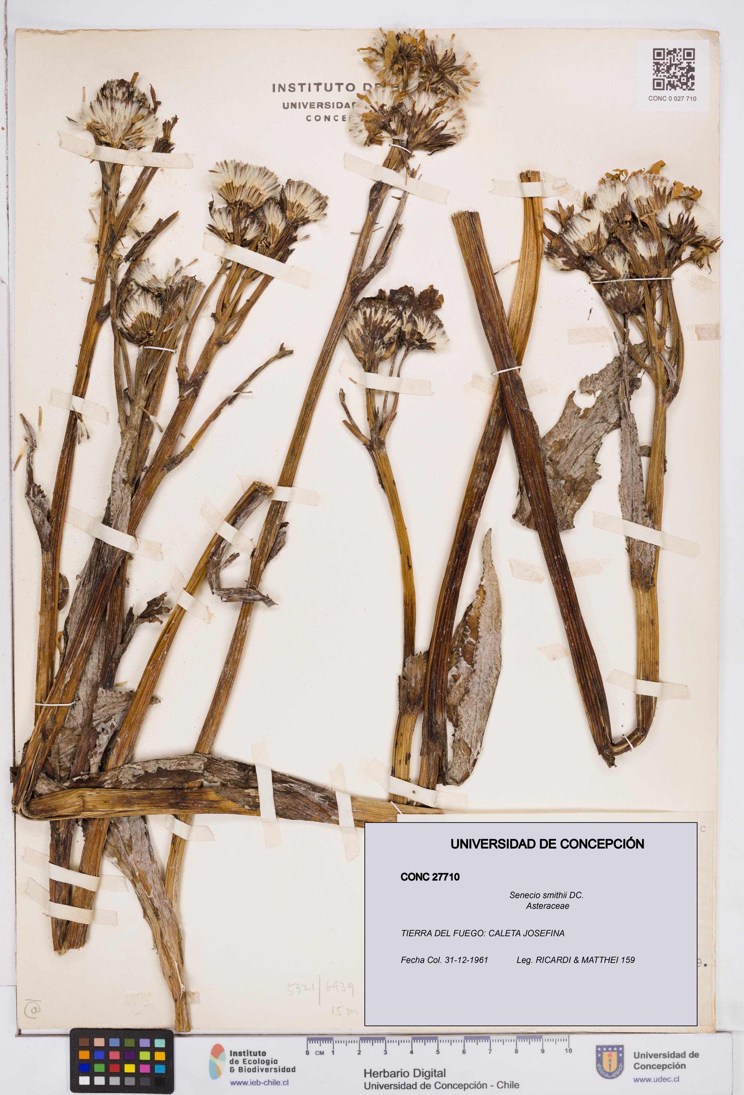 Senecio smithii [Espécimen: ]