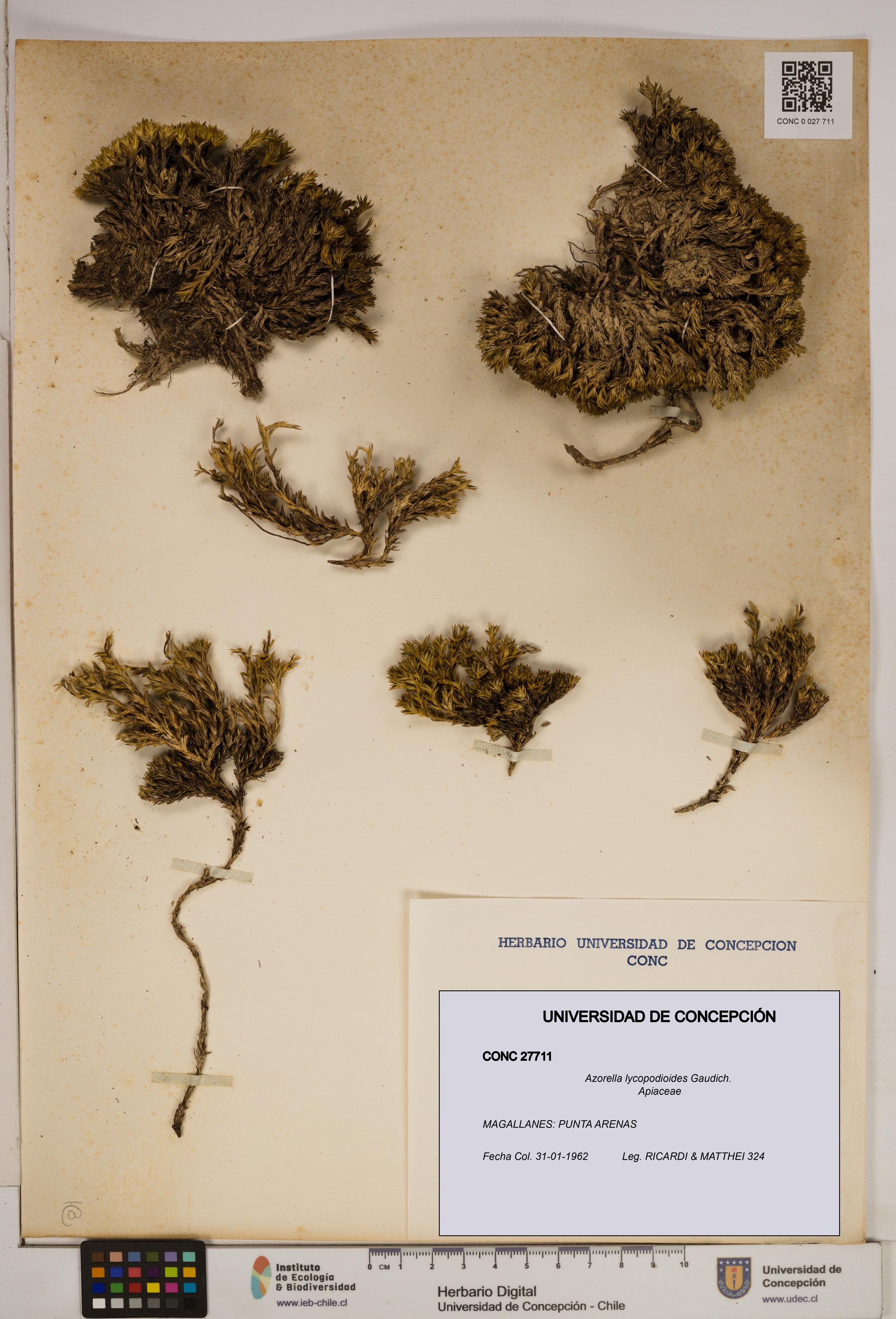 Azorella lycopodioides [Espécimen: ]