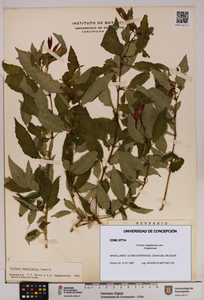 Fuchsia magellanica [Espécimen: UDEC:CONC:0027714]