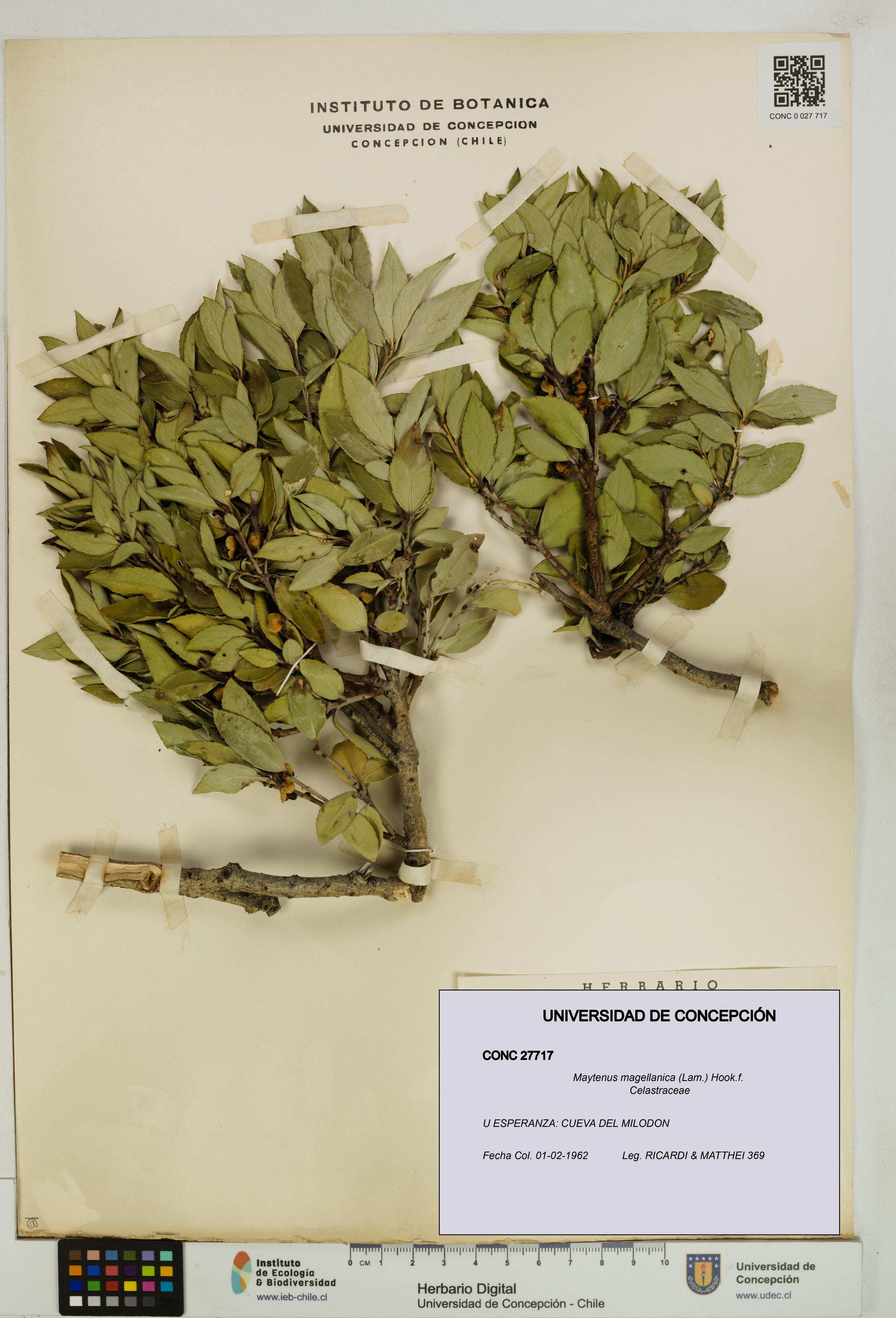 Maytenus magellanica [Espécimen: UDEC:CONC:0027717]