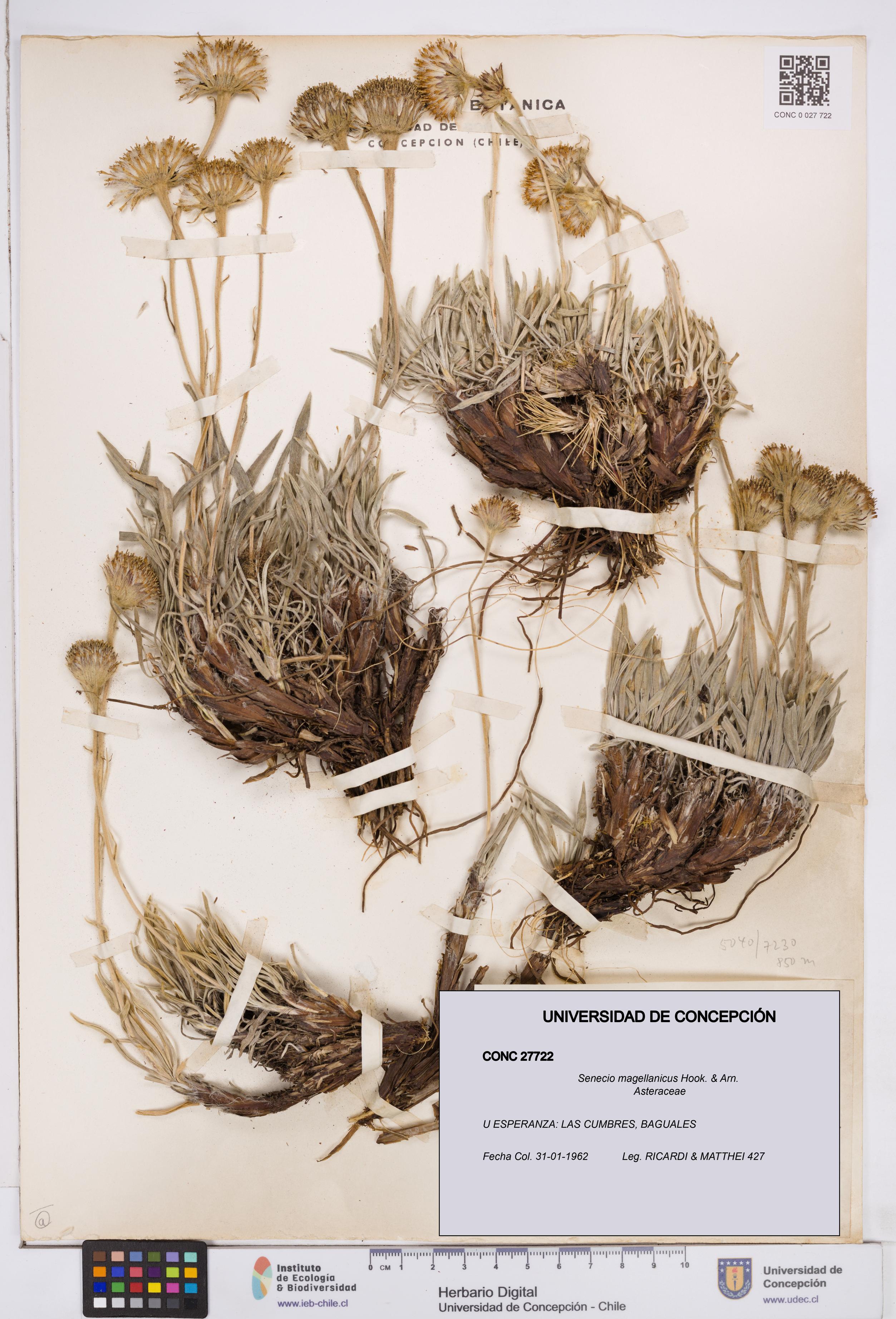 Senecio magellanicus [Espécimen: ]