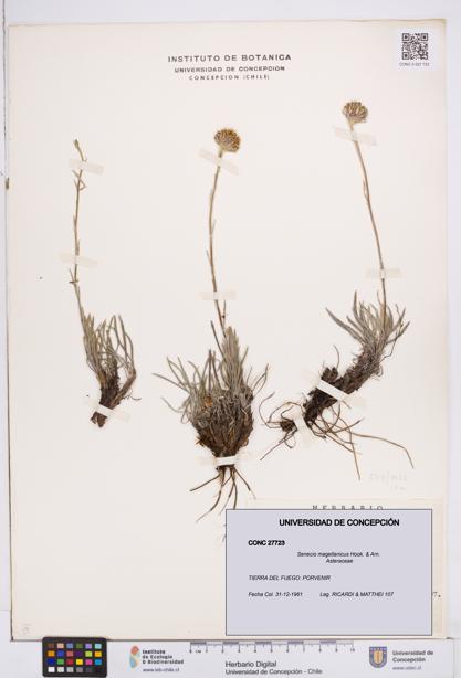 Senecio magellanicus [Espécimen: ]