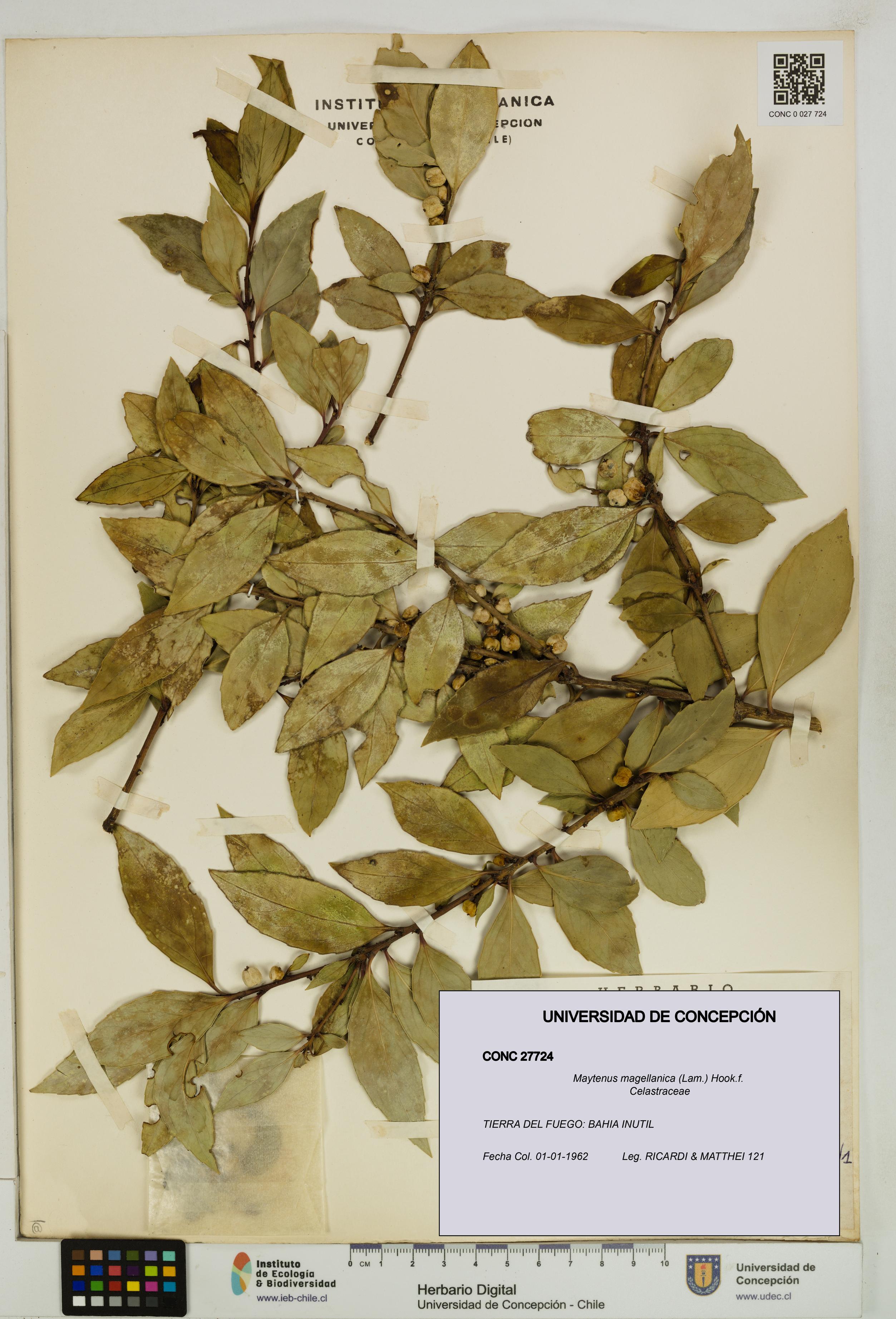 Maytenus magellanica [Espécimen: UDEC:CONC:0027724]
