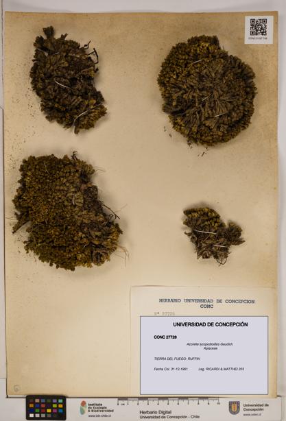 Azorella lycopodioides [Espécimen: ]