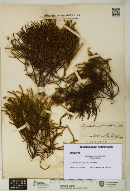 Misodendrum punctulatum [Espécimen: UDEC:CONC:0027728]