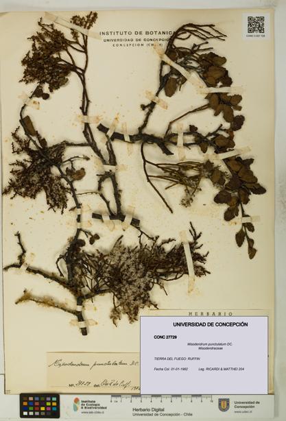 Misodendrum punctulatum [Espécimen: UDEC:CONC:0027729]