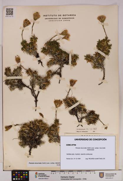 Perezia recurvata subsp. recurvata [Espécimen: UDEC:CONC:0027734]